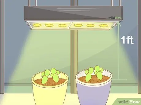 Выращивание базилика в помещении Шаг 10