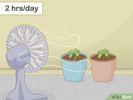 Выращивание базилика в помещении Шаг 12