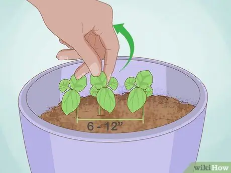 Выращивание базилика в помещении Шаг 13