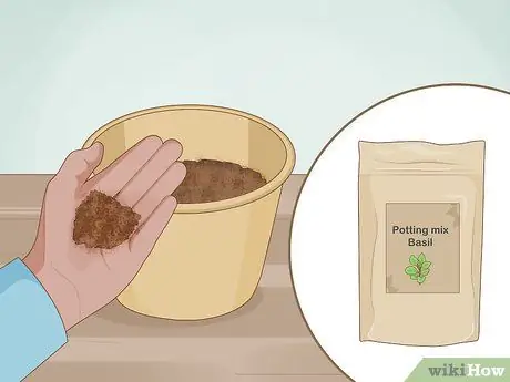 Выращивание базилика в помещении Шаг 2