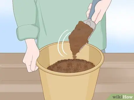 Выращивание базилика в помещении Шаг 3