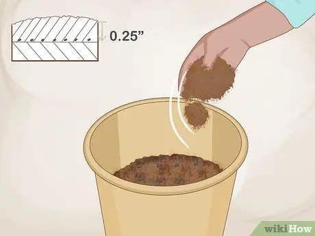 Выращивание базилика в помещении Шаг 5