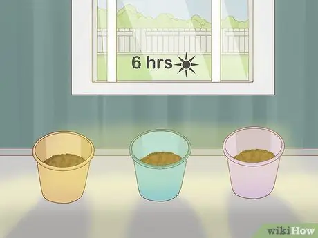 Выращивание базилика в помещении Шаг 7