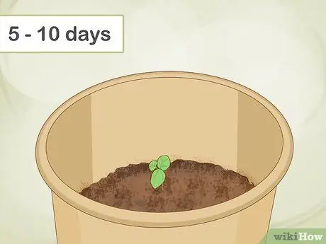 Выращивание базилика в помещении Шаг 8