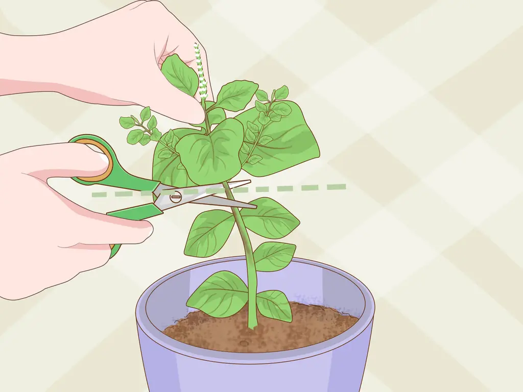 Как вырастить базилик в помещении (с иллюстрациями)