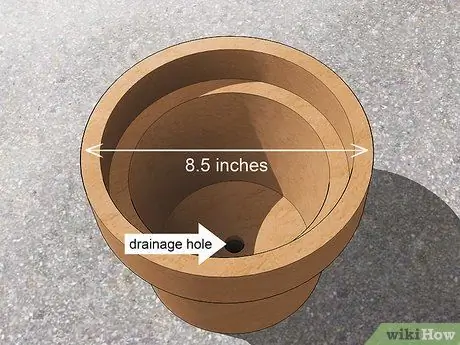 Выращивайте тюльпаны в горшках, шаг 1