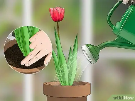 Выращиваем тюльпаны в горшках Шаг 11