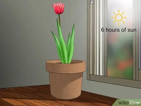 Выращиваем тюльпаны в горшках Шаг 12