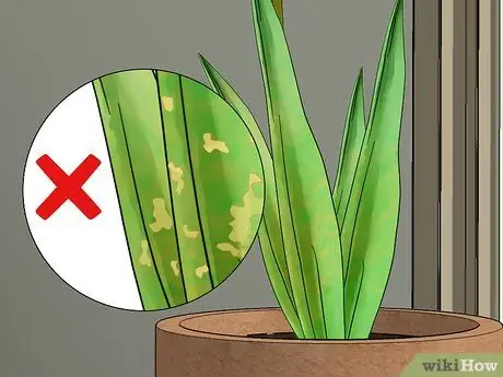 Выращиваем тюльпаны в горшках Шаг 14