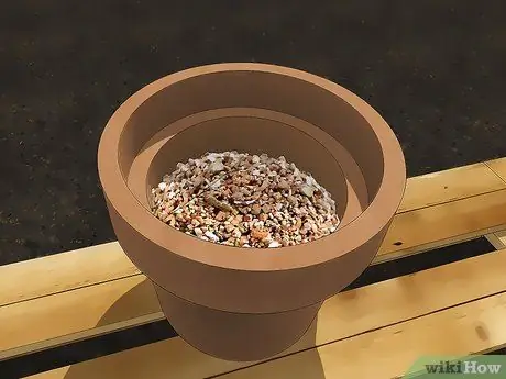 Выращивайте тюльпаны в горшках, шаг 2