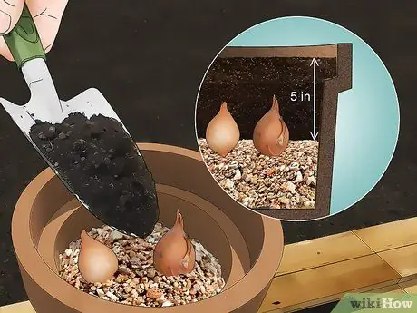 Выращивайте тюльпаны в горшках Шаг 4