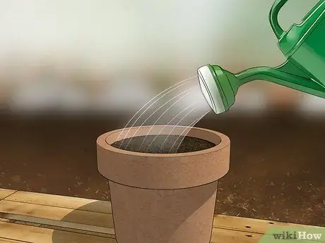 Выращивайте тюльпаны в горшках Шаг 6