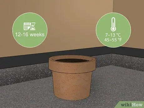 Выращиваем тюльпаны в горшках Шаг 7