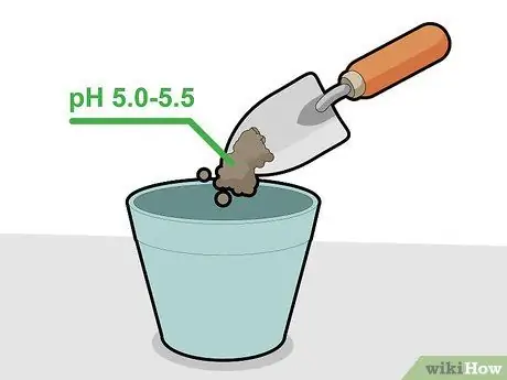 Вырастить дерево личи, шаг 5
