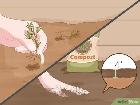 Посадить корни спаржи Шаг 3