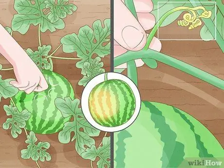 Выращивать арбузы Шаг 10