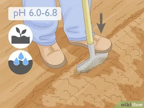 Выращивание арбузов, шаг 3