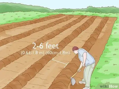 Выращивание арбузов, шаг 4