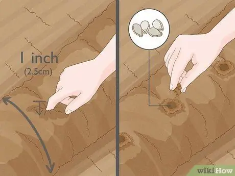 Выращивание арбузов, шаг 5