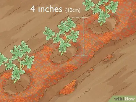 Выращивание арбузов Шаг 7