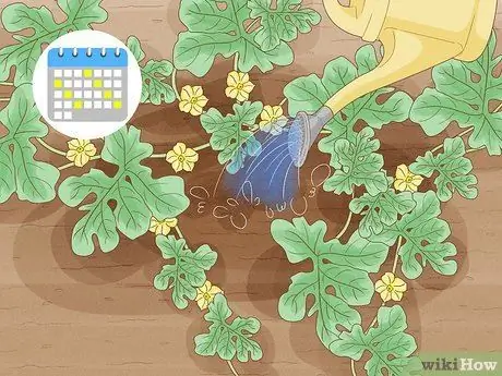 Выращивать арбузы Шаг 8