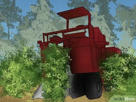 Сбор кофейных зерен, шаг 5