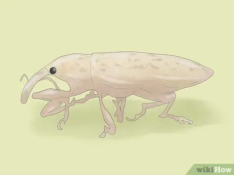 Выращивание ревеня Шаг 10