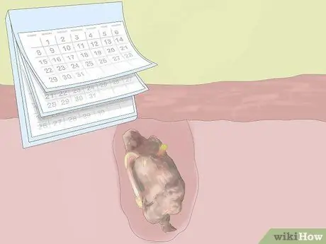 Выращивание ревеня Шаг 12