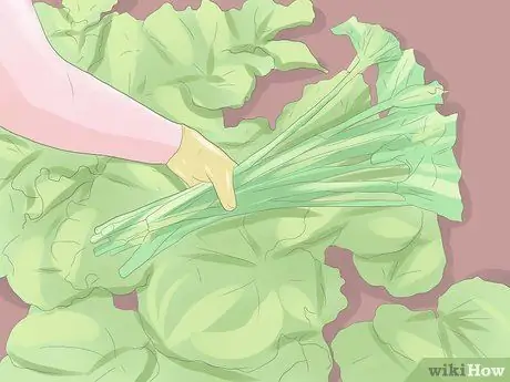 Выращивание ревеня Шаг 13