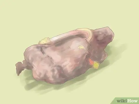 Выращивание ревеня Шаг 2