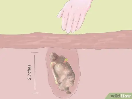 Выращивание ревеня Шаг 6