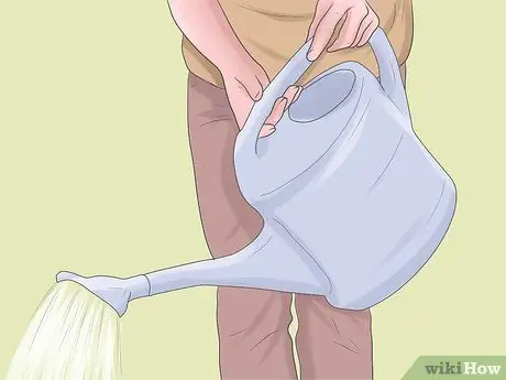 Выращивание ревеня Шаг 8