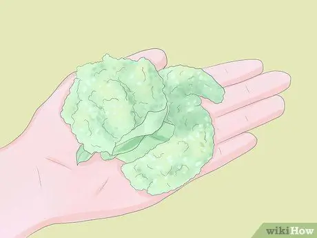 Выращивание ревеня Шаг 9