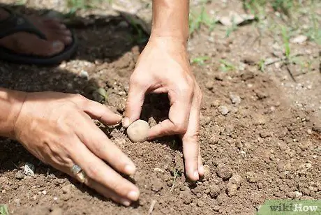 Сажать картофель, шаг 3