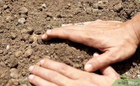 Посадить картофель Шаг 4