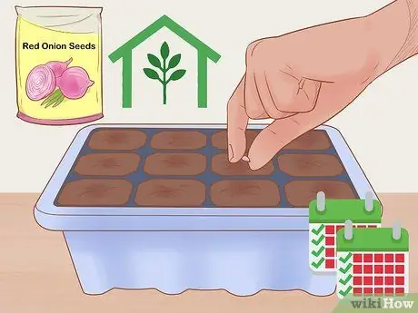 Выращивание красного лука, шаг 1