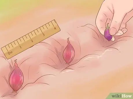 Выращивание красного лука Шаг 10