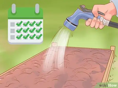 Выращивание красного лука Шаг 11