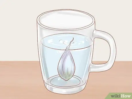 Выращивание красного лука Шаг 15