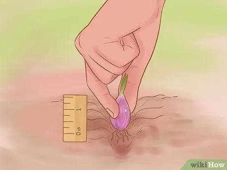 Выращивание красного лука Шаг 16