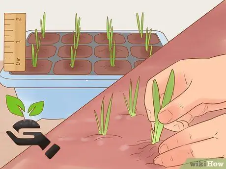 Выращивание красного лука Шаг 3