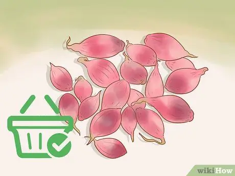 Выращивание красного лука Шаг 4