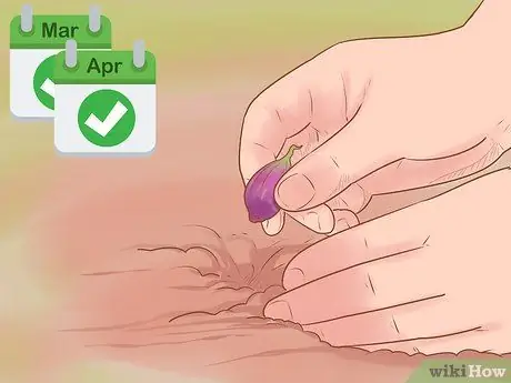 Выращивание красного лука, шаг 5