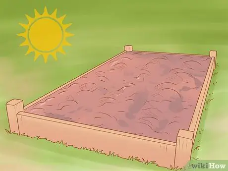 Выращивание красного лука Шаг 6