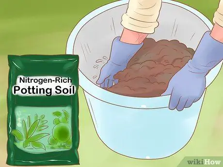 Выращивание красного лука Шаг 7