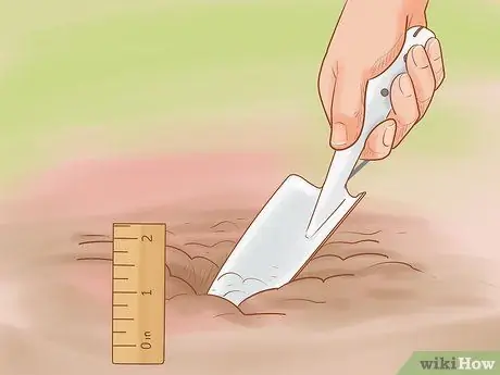 Выращивание красного лука Шаг 8