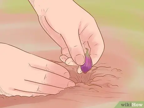 Выращивание красного лука Шаг 9