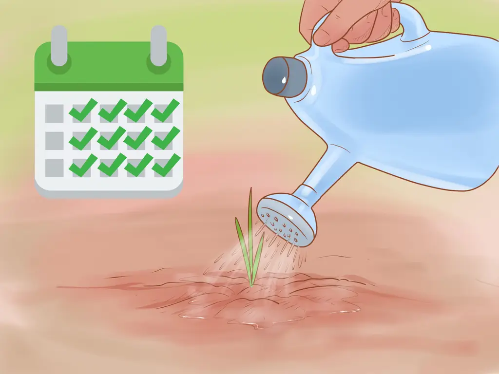 3 способа выращивания красного лука