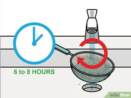 Выращивание ростков брокколи, шаг 11