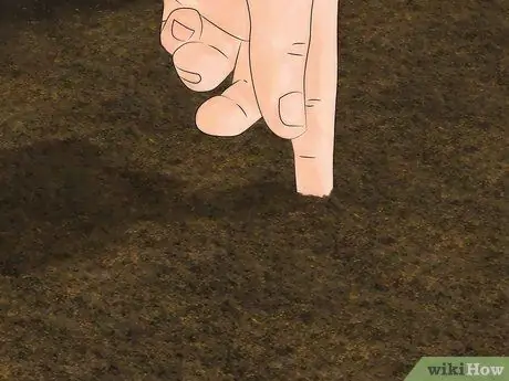 Выращивание орегано, шаг 5